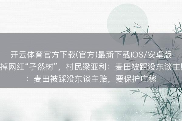 开云体育官方下载(官方)最新下载IOS/安卓版/手机版APP 砍掉网红“孑然树”，村民梁亚利：麦田被踩没东谈主赔，要保护庄稼